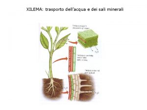 XILEMA trasporto dellacqua e dei sali minerali Assorbimento