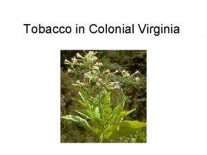 Tobacco in Colonial Virginia Tobacco in Colonial Virginia