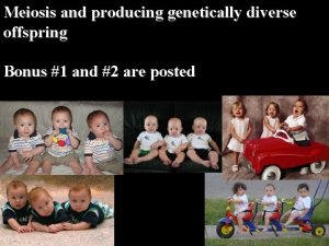 Meiosis and producing genetically diverse offspring Bonus 1