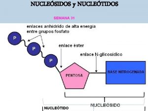 NUCLESIDOS y NUCLETIDOS SEMANA 31 NUCLETIDO Los cidos