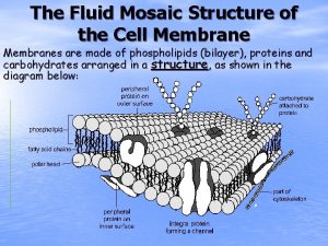 The Fluid Mosaic Structure of the Cell Membranes