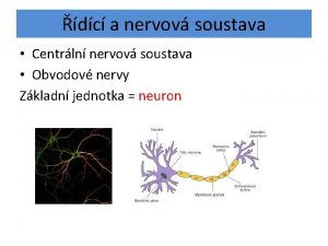 dc a nervov soustava Centrln nervov soustava Obvodov