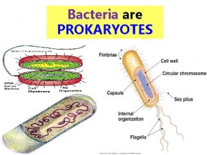 Bacteria are PROKARYOTES 1 What Are Prokaryotes 1