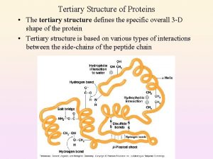 Tertiary Structure of Proteins The tertiary structure defines