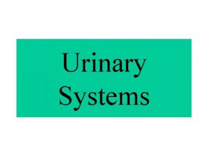 Urinary Systems Urinary Systems Also known as Excretory