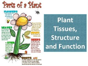 Plant Tissues Structure and Function Plant Tissues Plants