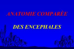 ANATOMIE COMPARE DES ENCEPHALES introduction n Pour voluer