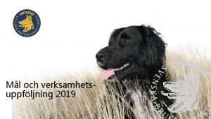 Ml och verksamhetsuppfljning 2019 Ml och verksamhetsuppfljning Nulge