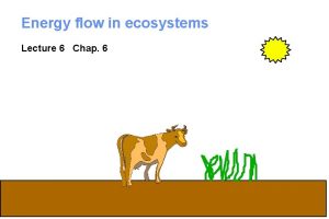 Energy flow in ecosystems Lecture 6 Chap 6