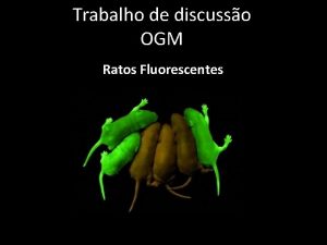 Trabalho de discusso OGM Ratos Fluorescentes O que