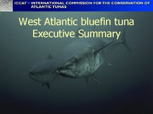 West Atlantic bluefin tuna Executive Summary Biology Continued