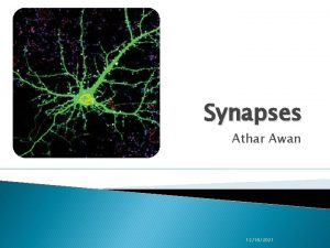 Synapses Athar Awan 12182021 Types of Synapses There