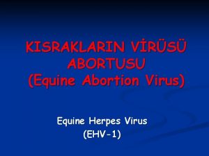 KISRAKLARIN VRS ABORTUSU Equine Abortion Virus Equine Herpes