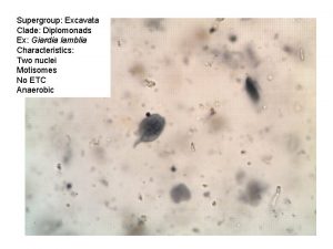 Supergroup Excavata Clade Diplomonads Ex Giardia lamblia Characteristics