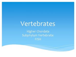 Vertebrates Higher Chordata Subphylum Vertebrata FISH Higher Chordates