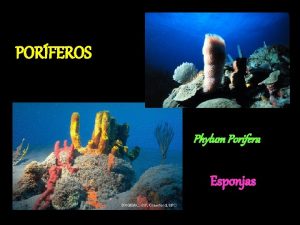 PORFEROS Phylum Porifera Esponjas Caractersticas Apresentam um grande