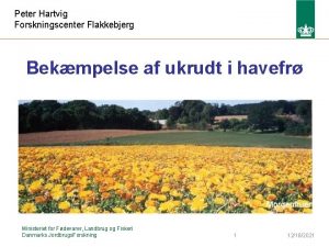 Peter Hartvig Forskningscenter Flakkebjerg Bekmpelse af ukrudt i