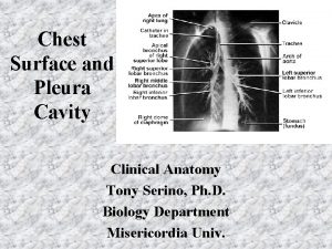 Chest Surface and Pleura Cavity Clinical Anatomy Tony