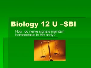 Biology 12 U SBI How do nerve signals
