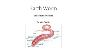 Earth Worm Classification Annelid By Max Rankin General