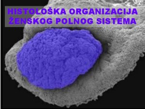 HISTOLOKA ORGANIZACIJA ENSKOG POLNOG SISTEMA Komponente enskog polnog