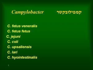 Campylobacter C fetus veneralis C fetus C jejuni