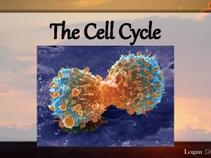 The Cell Cycle Why Do Cells Divide Reproduce