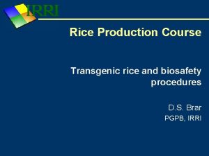 Rice Production Course Transgenic rice and biosafety procedures