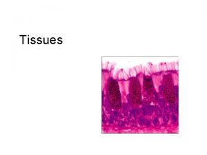 Tissues Tissues Definition a group of closely associated