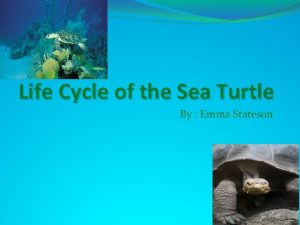 Life Cycle of the Sea Turtle By Emma