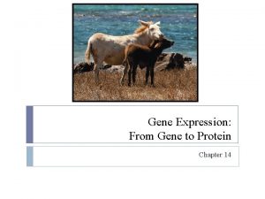 Gene Expression From Gene to Protein Chapter 14