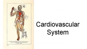 Cardiovascular System Systemic Circulation delivers blood to all