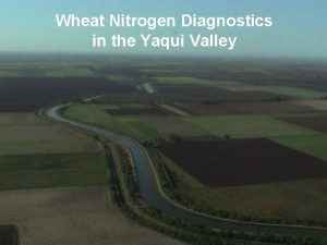 Wheat Nitrogen Diagnostics in the Yaqui Valley OBJECTIVE