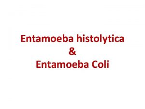 Entamoeba histolytica Entamoeba Coli Entamoeba histolytica v Protozoa