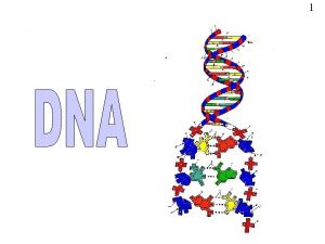 1 DNA 2 DNA stands for deoxyribonucleic acid