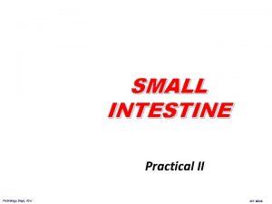 SMALL INTESTINE Practical II Pathology Dept KSU GIT
