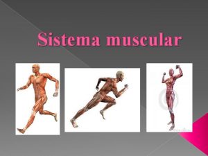 Sistema muscular FUNCIONES Los msculos estn constituidos por