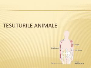 TESUTURILE ANIMALE Clasificare Tesut epitelial Tesut conjunctiv Tesut