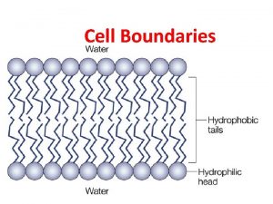 Cell Boundaries I Cell Membrane A All cells