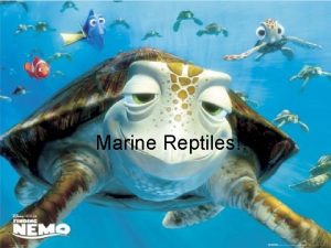 Marine Reptiles There approximately 70 species of sea