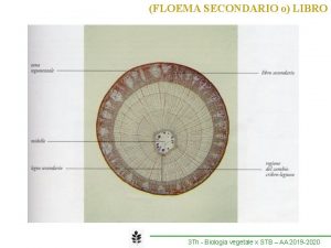 FLOEMA SECONDARIO o LIBRO 3 Th Biologia vegetale