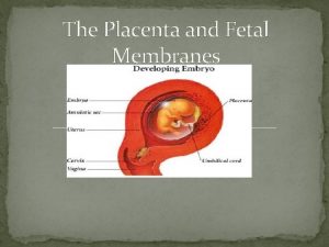 The Placenta and Fetal Membranes Fetal Tissues of
