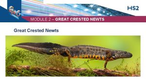 MODULE 2 GREAT CRESTED NEWTS Great Crested Newts