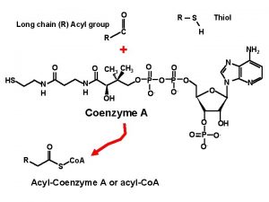 O Long chain R Acyl group R O