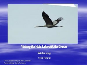 Visiting the Hula Lake with the Cranes Winter