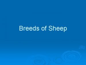 Breeds of Sheep Barbado The Barbado breed originated