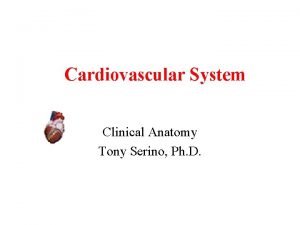 Cardiovascular System Clinical Anatomy Tony Serino Ph D
