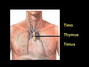 Timo Thymus Timus En el centro del pecho