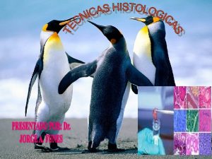 TECNICAS HISTOLOGICAS Se define Tcnica Histolgica como el