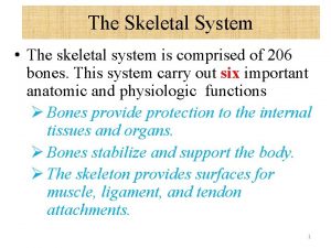 The Skeletal System The skeletal system is comprised